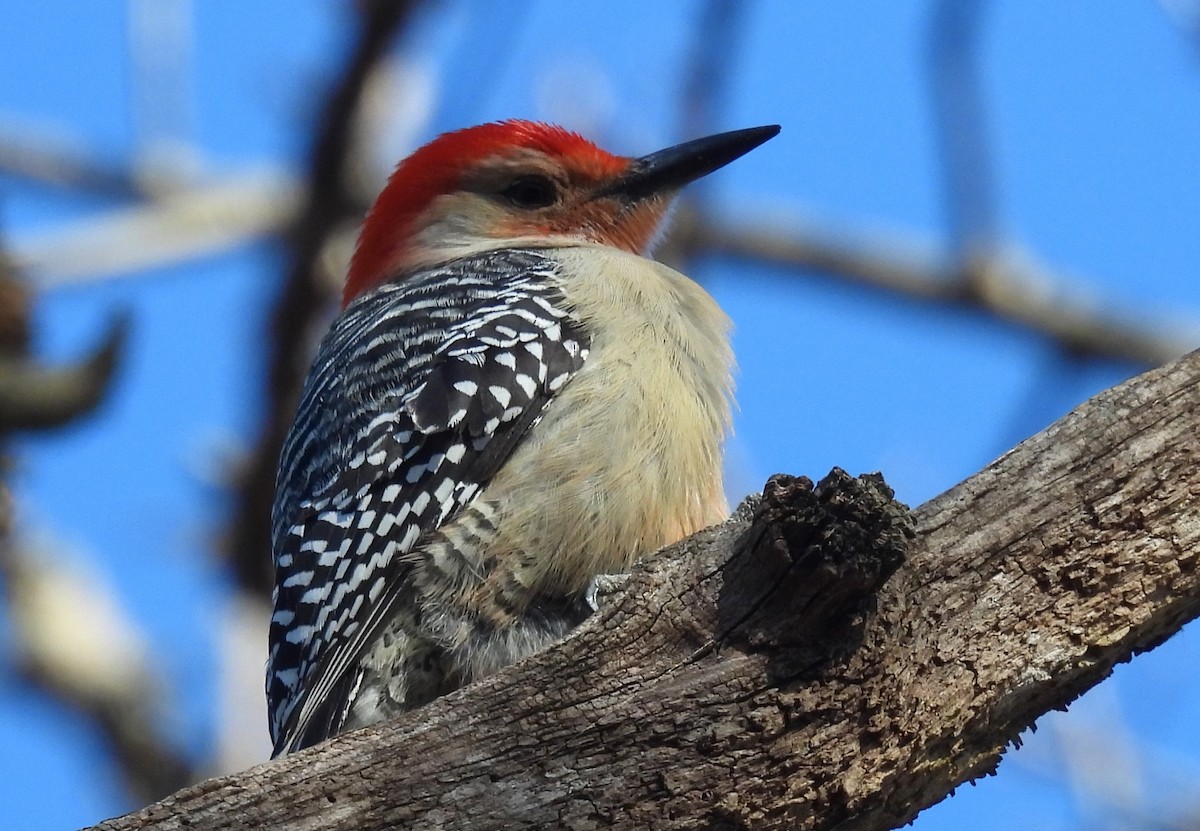 Red-bellied Woodpecker - ML617921818