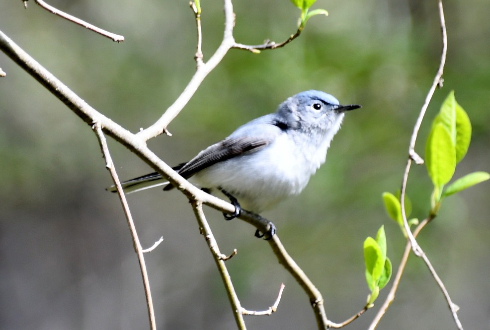 Blue-gray Gnatcatcher (caerulea) - ML617921828