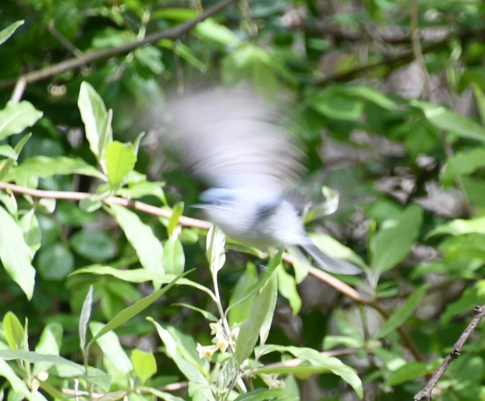 Blue-gray Gnatcatcher (caerulea) - ML617921830