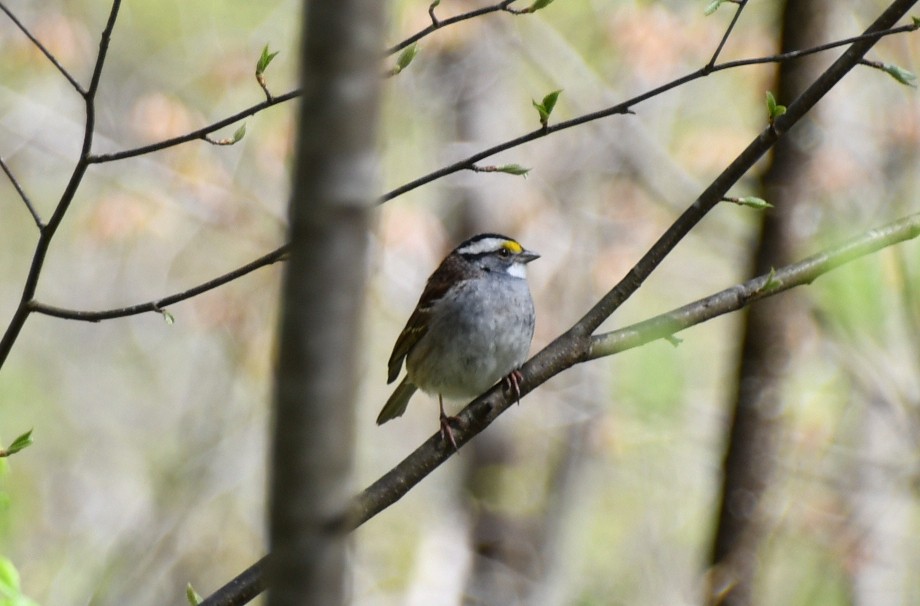 White-throated Sparrow - ML617921836