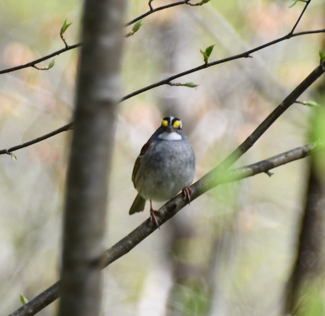 White-throated Sparrow - ML617921837