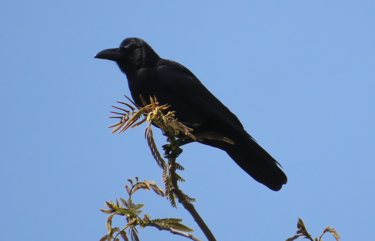 Large-billed Crow - ML617921846