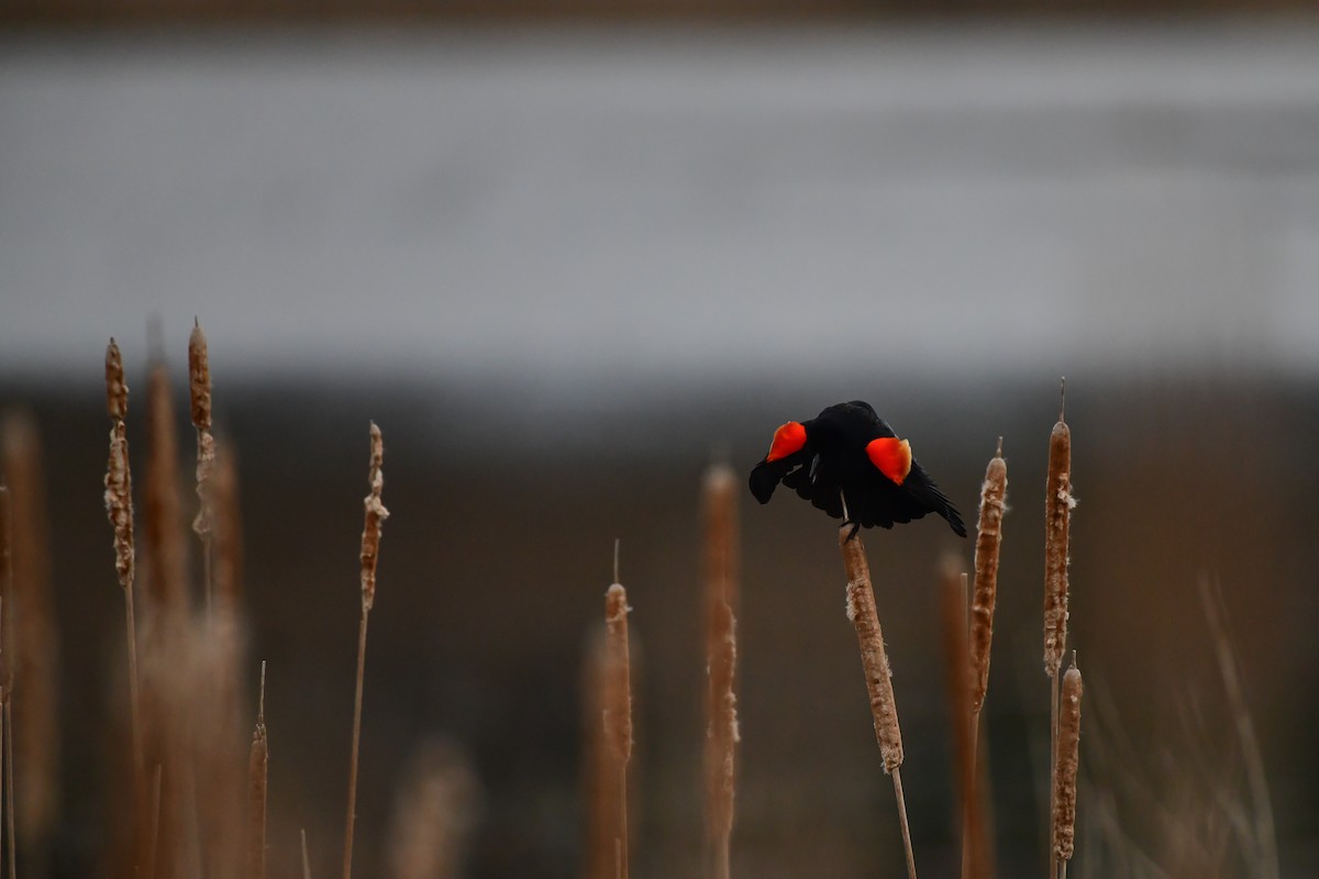 Red-winged Blackbird - ML617921849