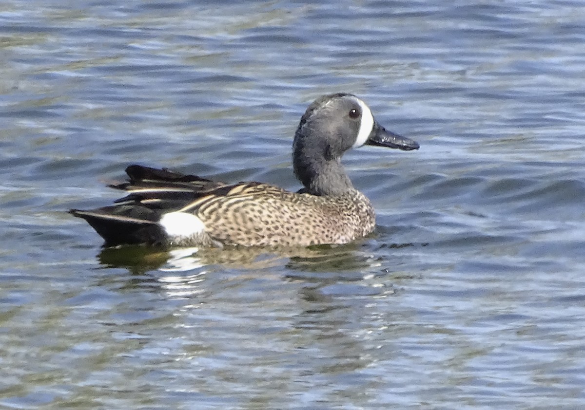 Blue-winged Teal - ML617921869