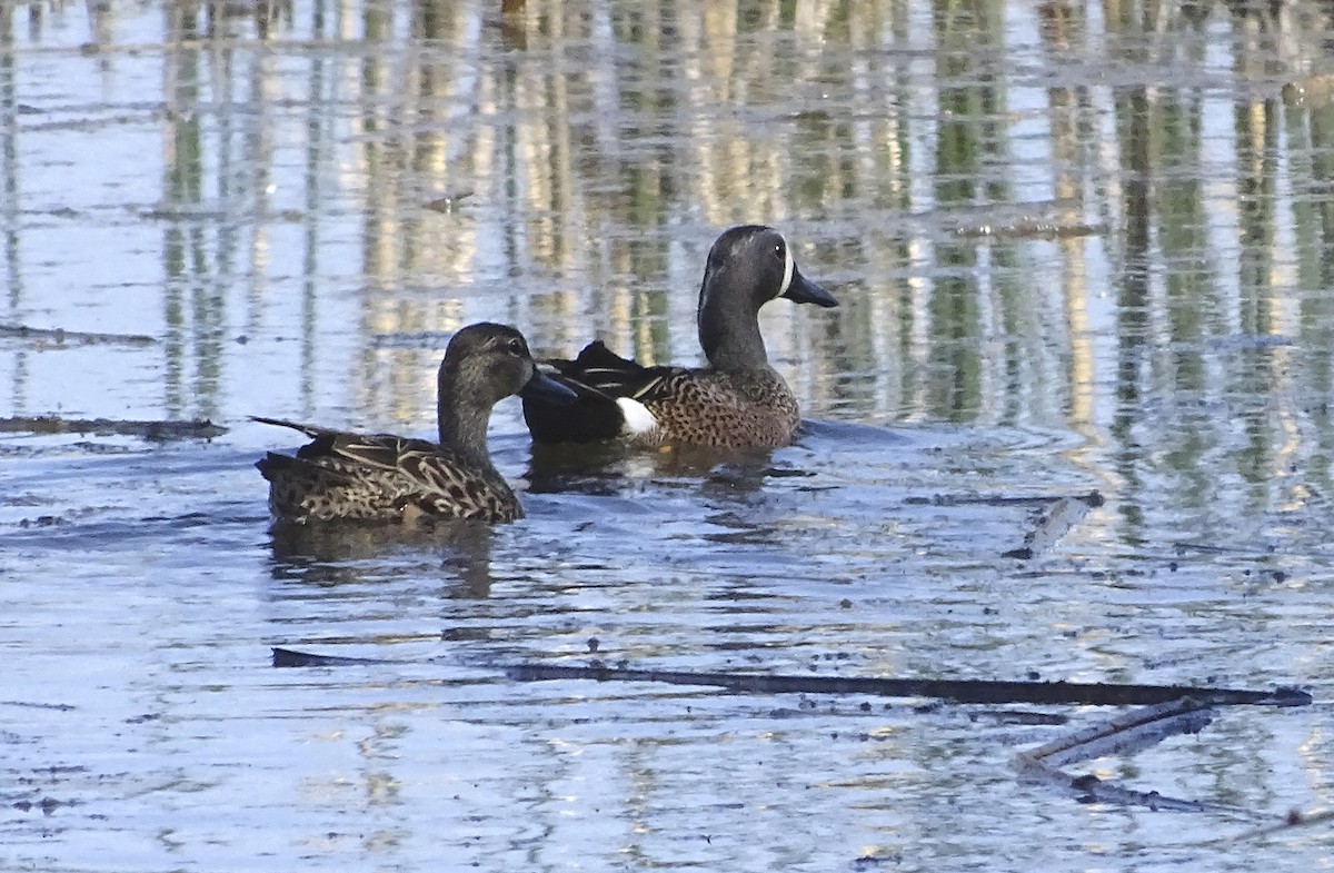 Blue-winged Teal - ML617921870