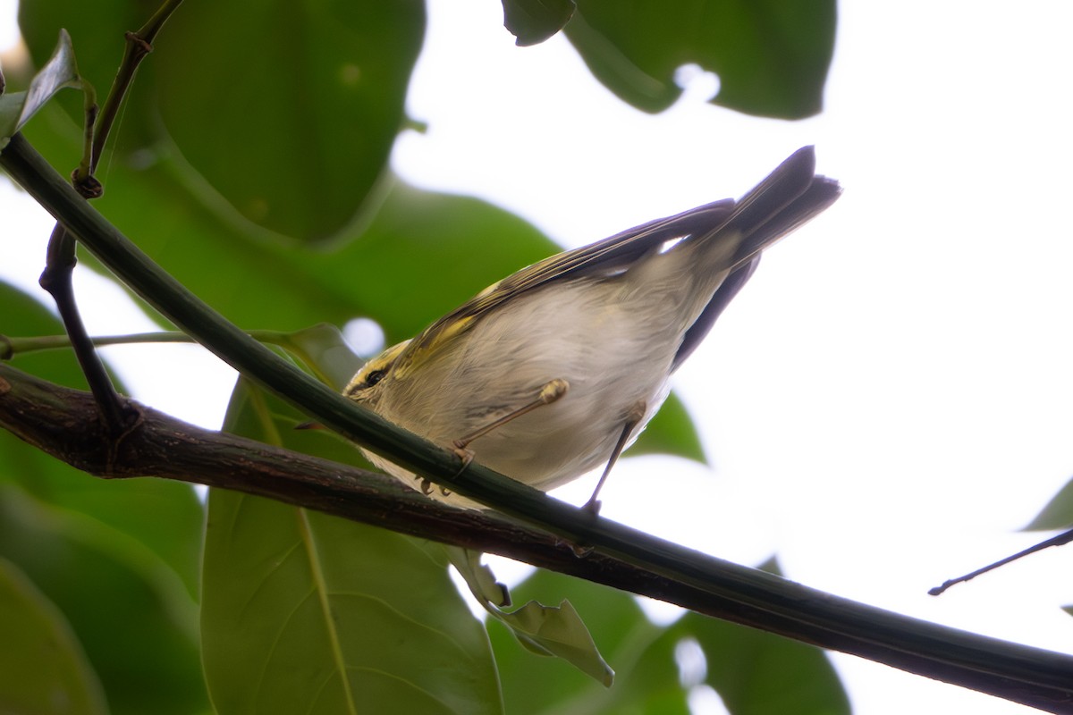 Hume's Warbler - ML617921873