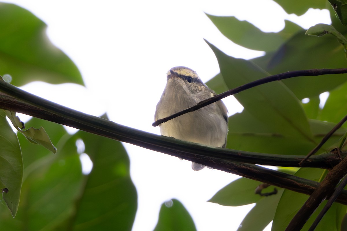 Hume's Warbler - ML617921875