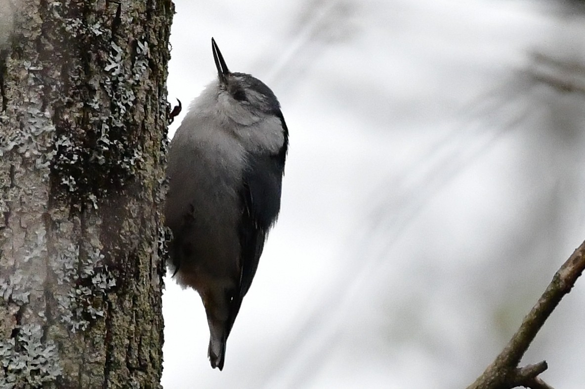 White-breasted Nuthatch - ML617921918