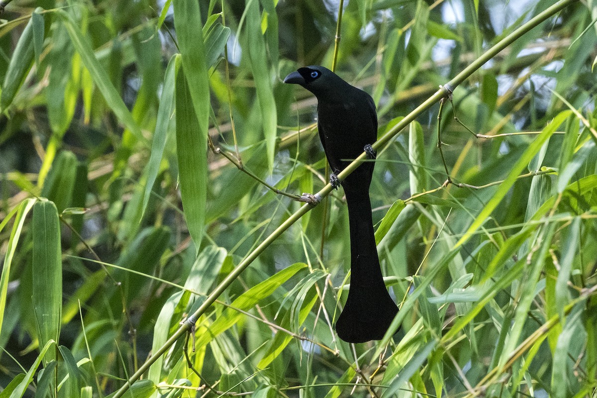 Racket-tailed Treepie - Wachara  Sanguansombat