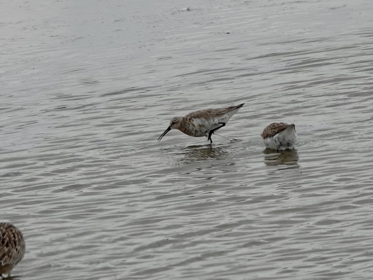 Curlew Sandpiper - Andy Ryde