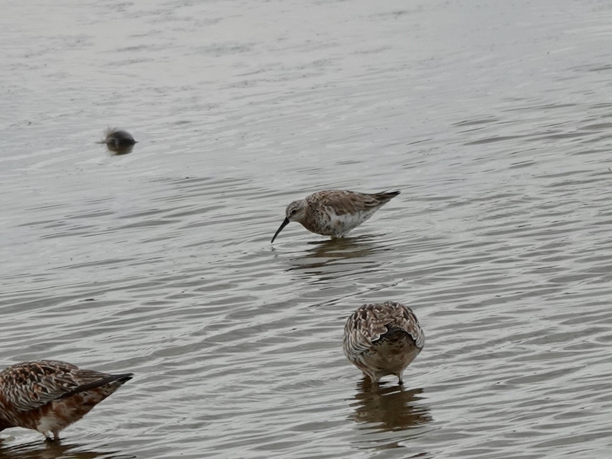Curlew Sandpiper - Andy Ryde