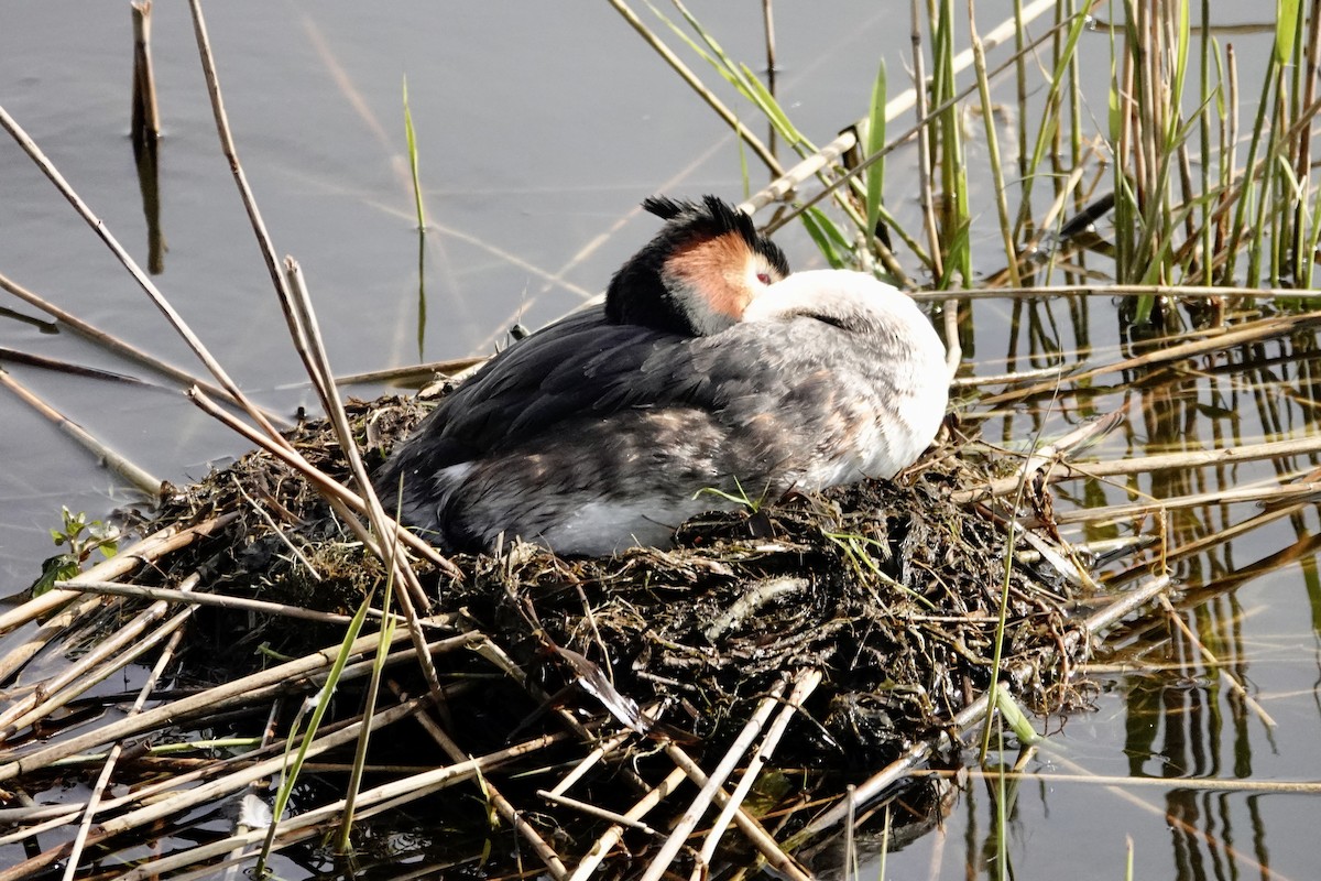 Great Crested Grebe - ML617922088
