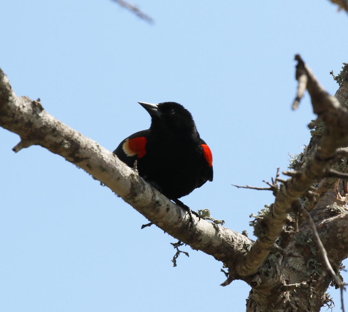 Red-winged Blackbird - ML617922108