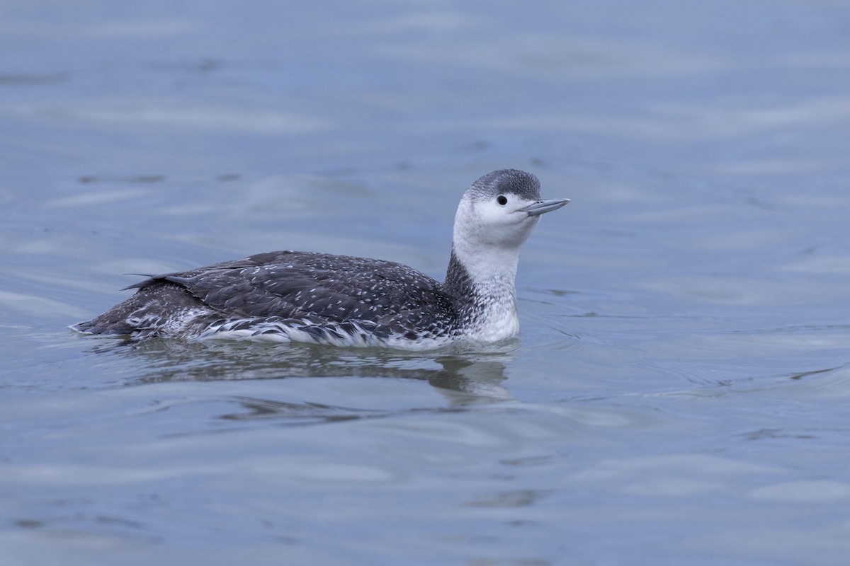 Red-throated Loon - ML617922135