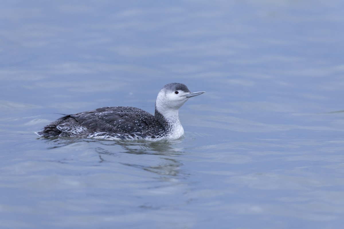 Red-throated Loon - ML617922136