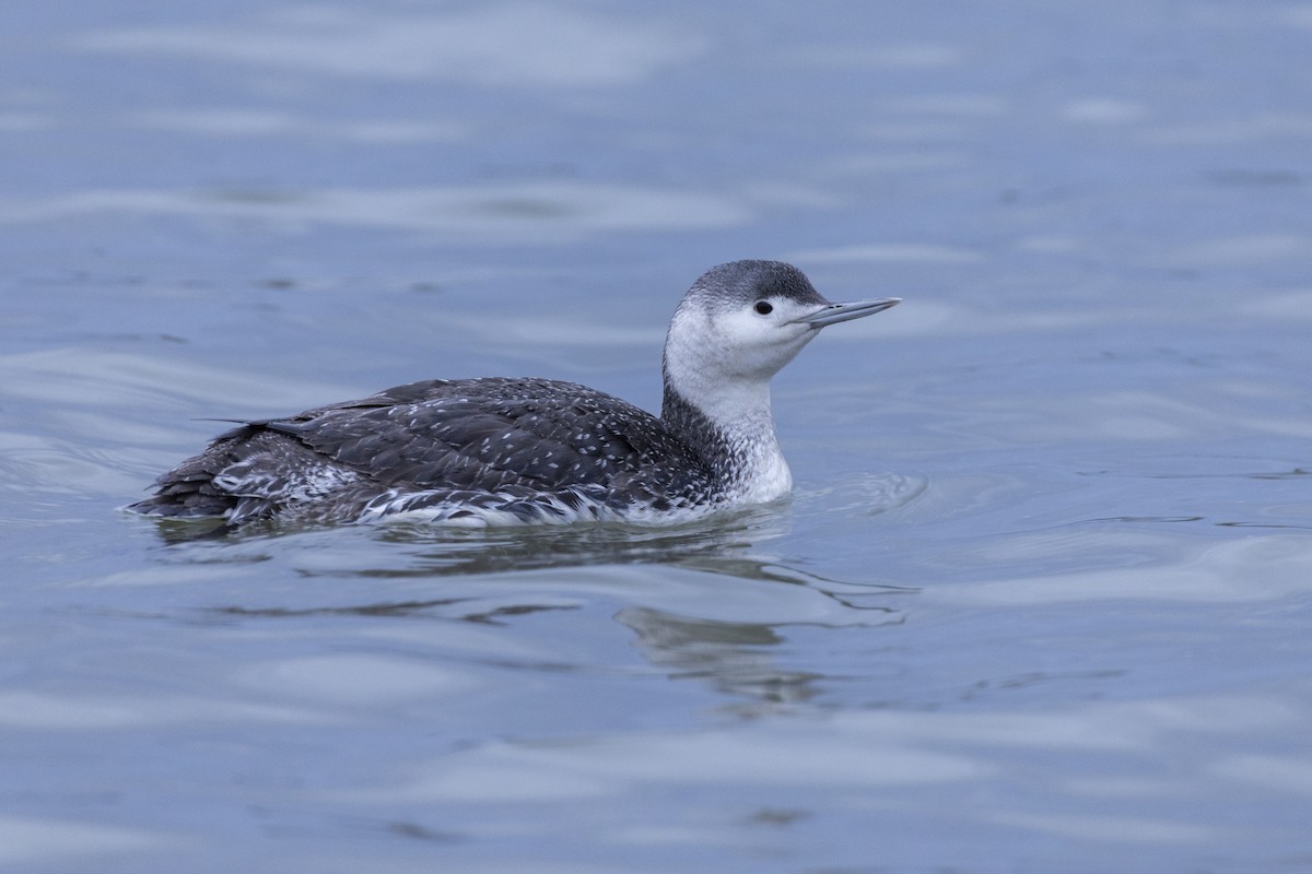Red-throated Loon - ML617922137