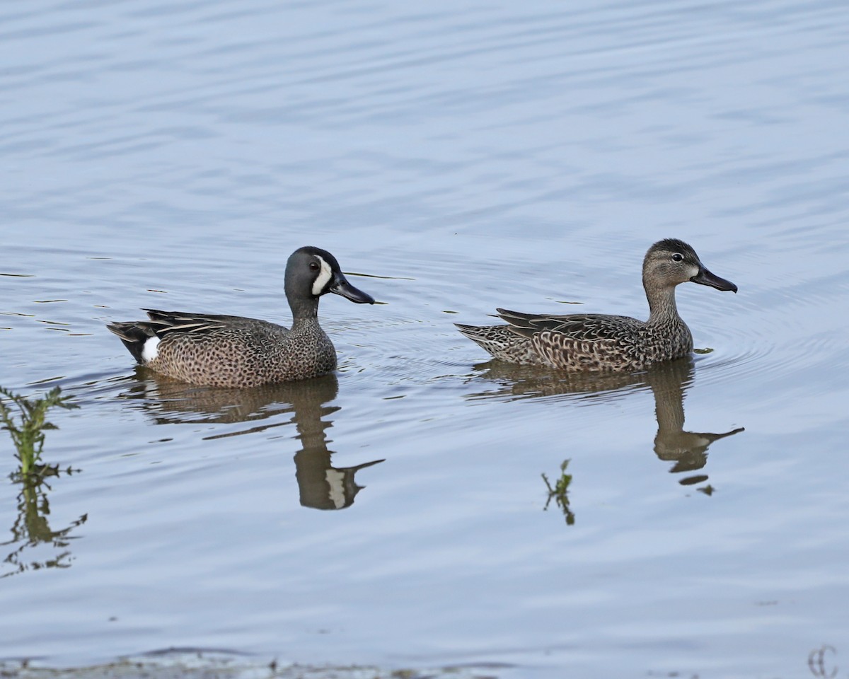Blue-winged Teal - ML617922146