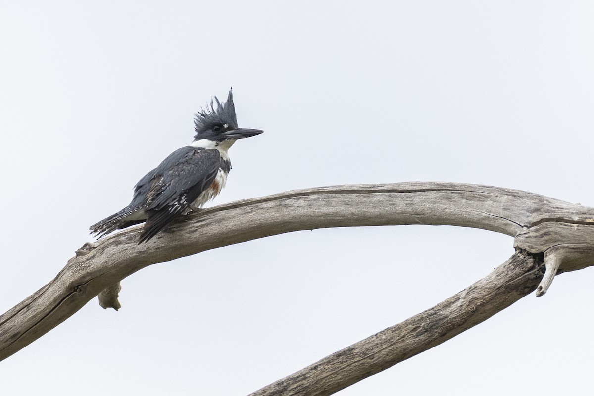 Belted Kingfisher - ML617922163