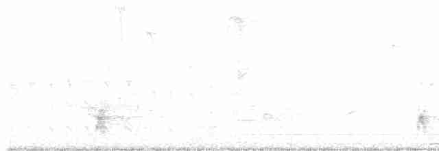 White-bellied Antbird - ML617922181