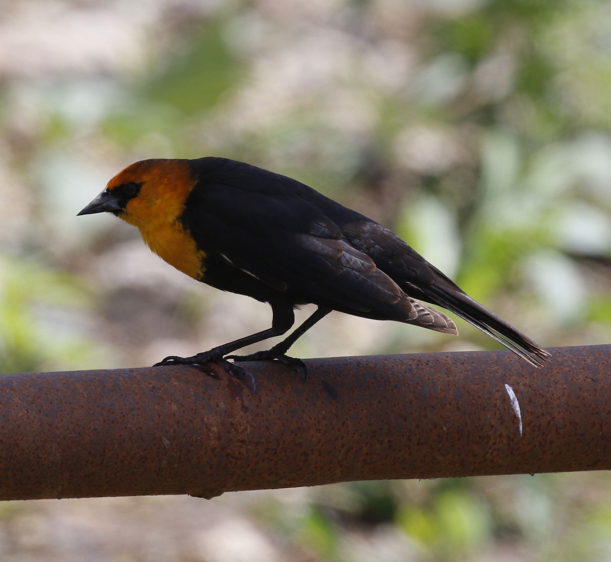 Yellow-headed Blackbird - ML617922184