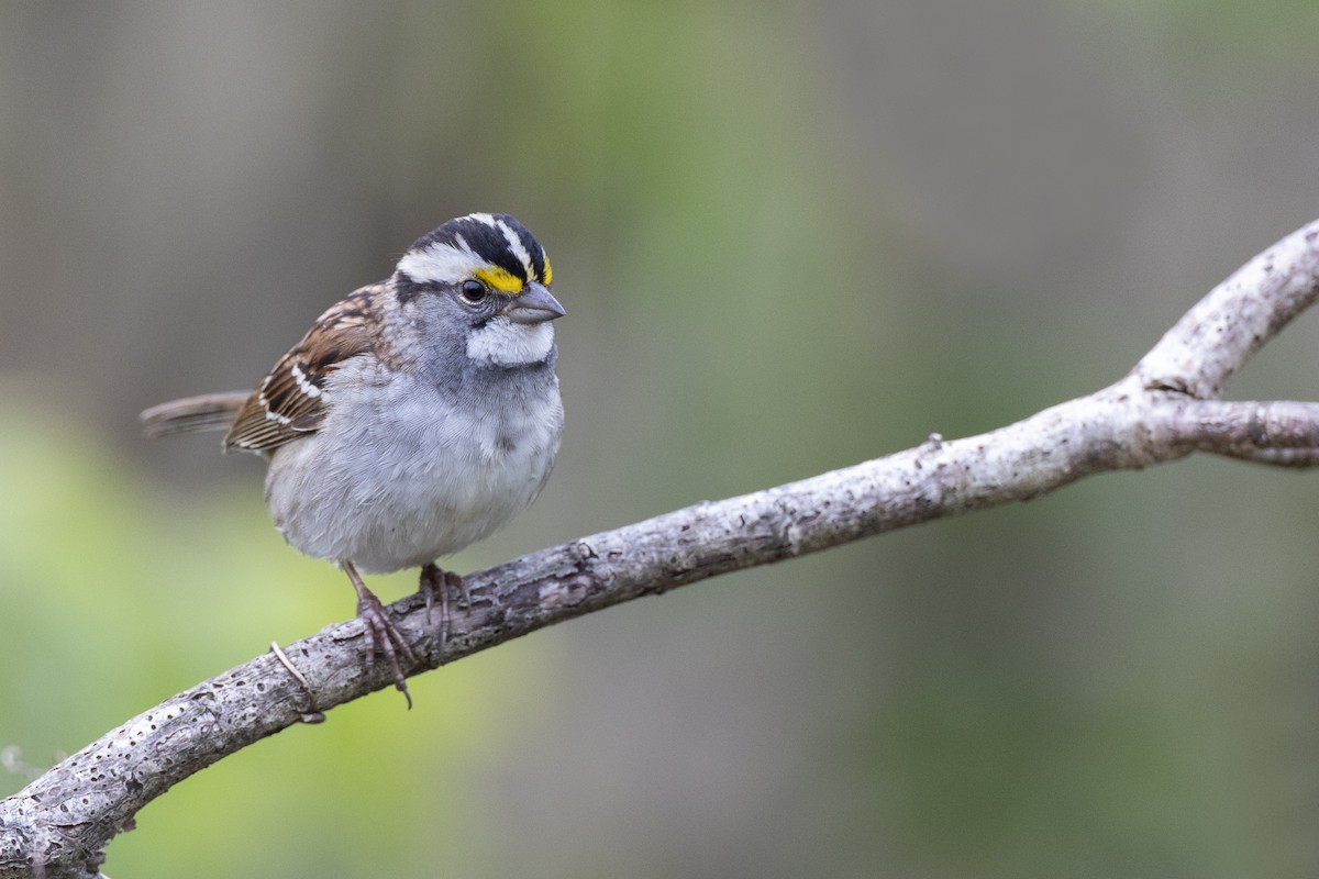 White-throated Sparrow - ML617922213