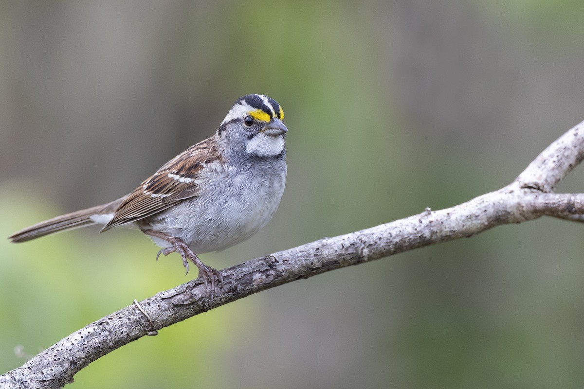 White-throated Sparrow - ML617922214