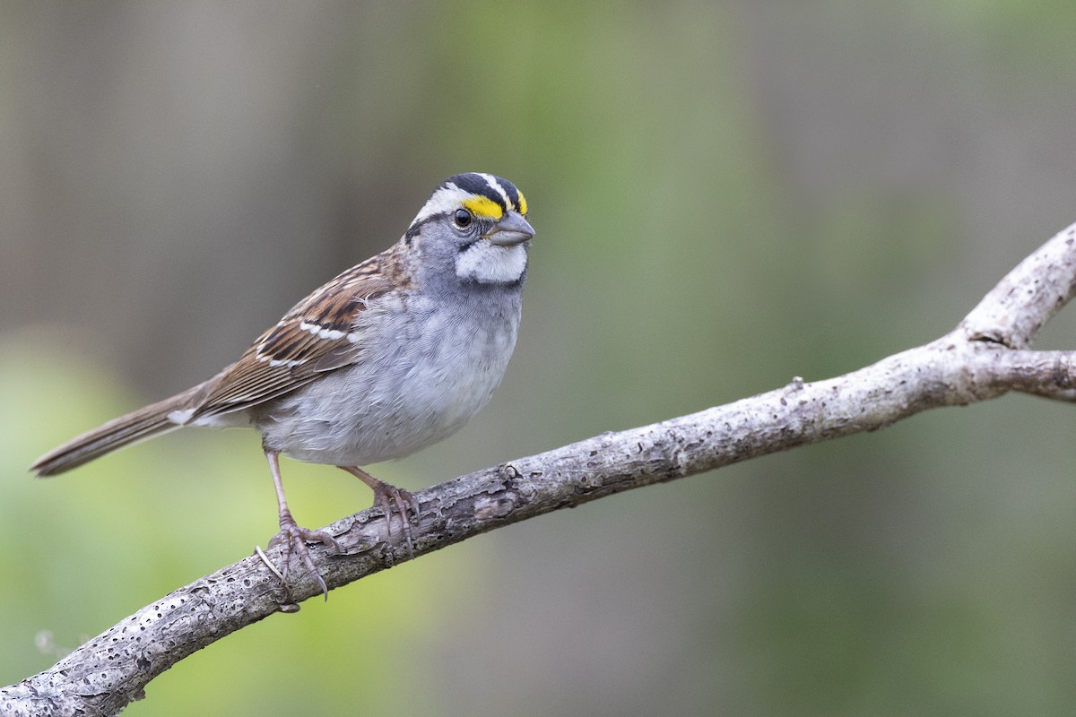 White-throated Sparrow - ML617922215