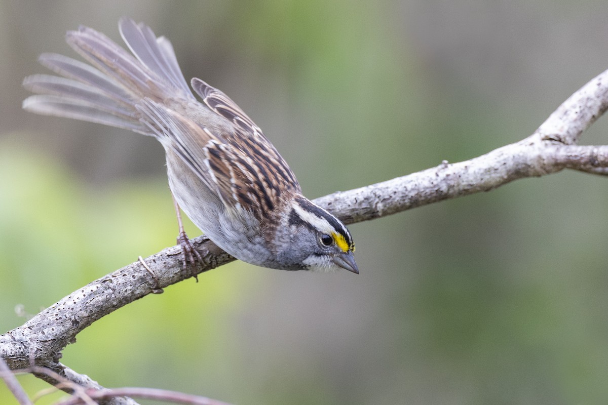 White-throated Sparrow - ML617922216