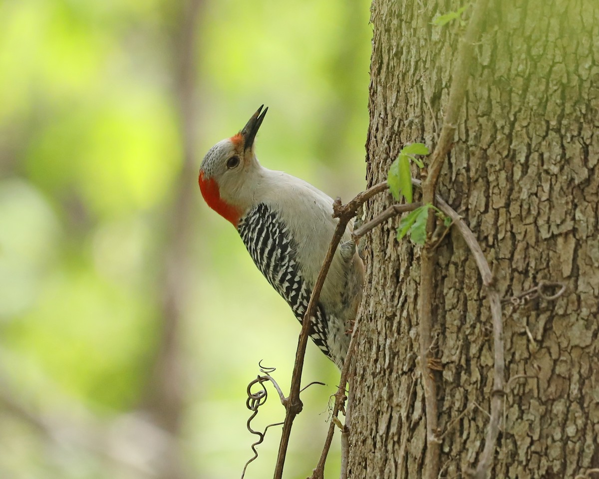 Red-bellied Woodpecker - ML617922232