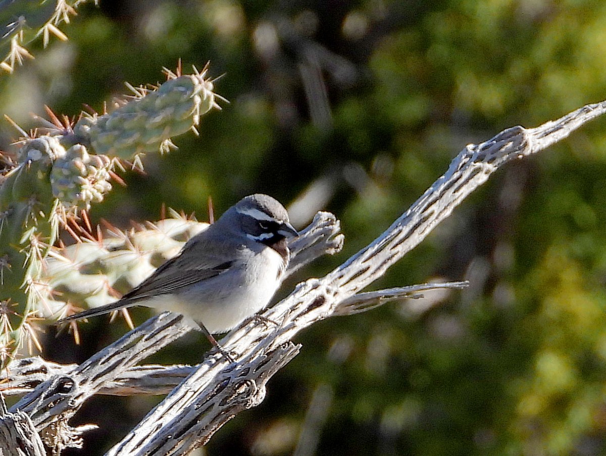 Black-throated Sparrow - ML617922257