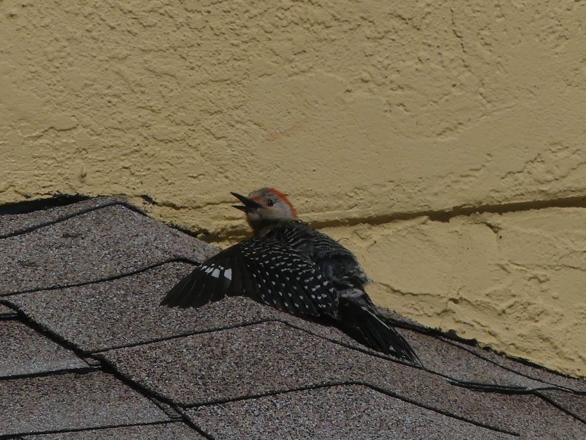 Red-bellied Woodpecker - ML617922296