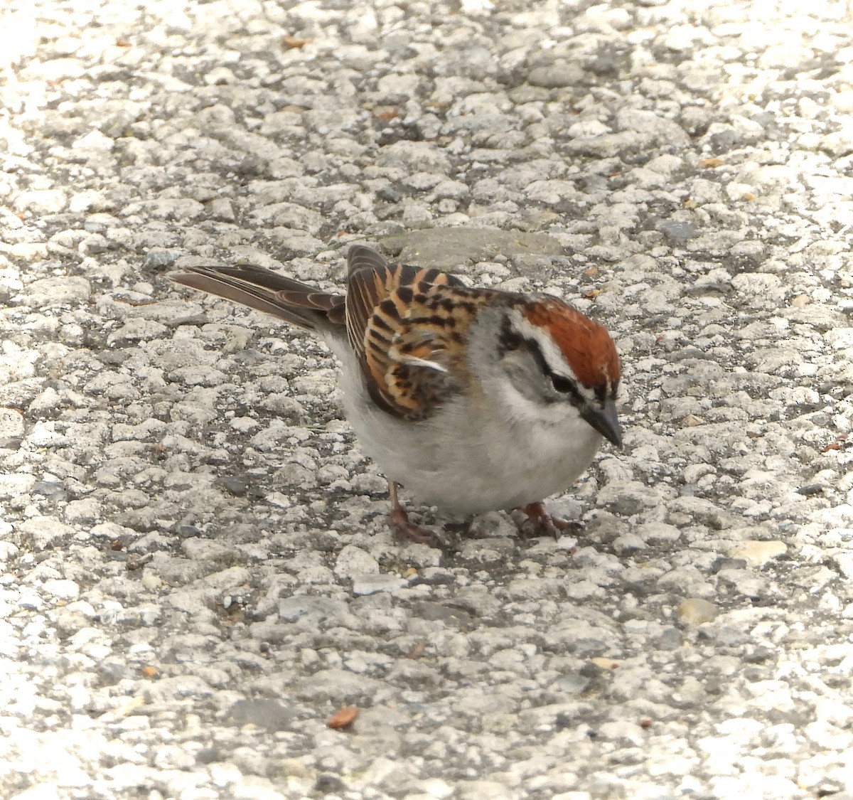 Chipping Sparrow - Michelle Hanko