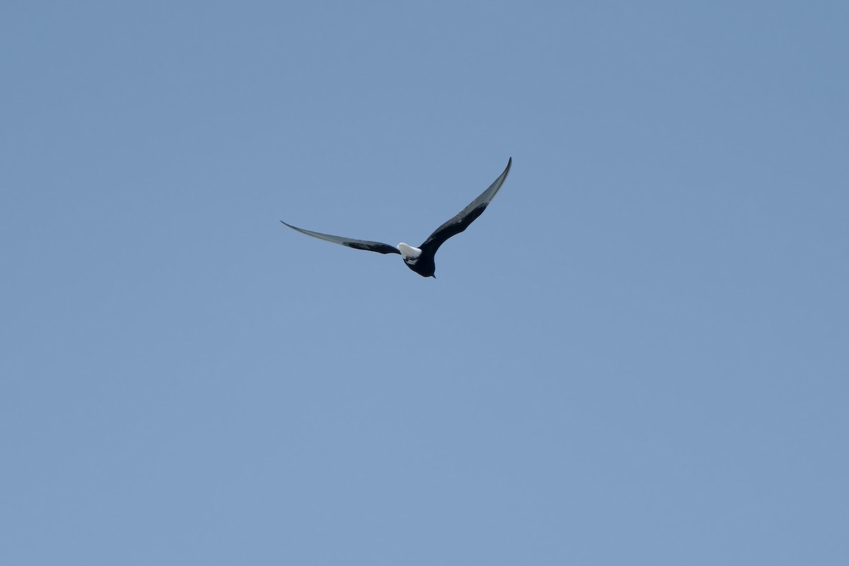 White-winged Tern - ML617922359