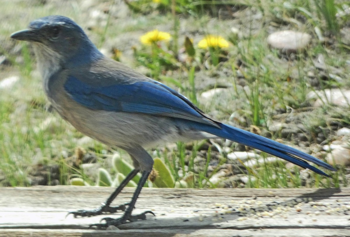 Woodhouse's Scrub-Jay - C Fred Zeillemaker