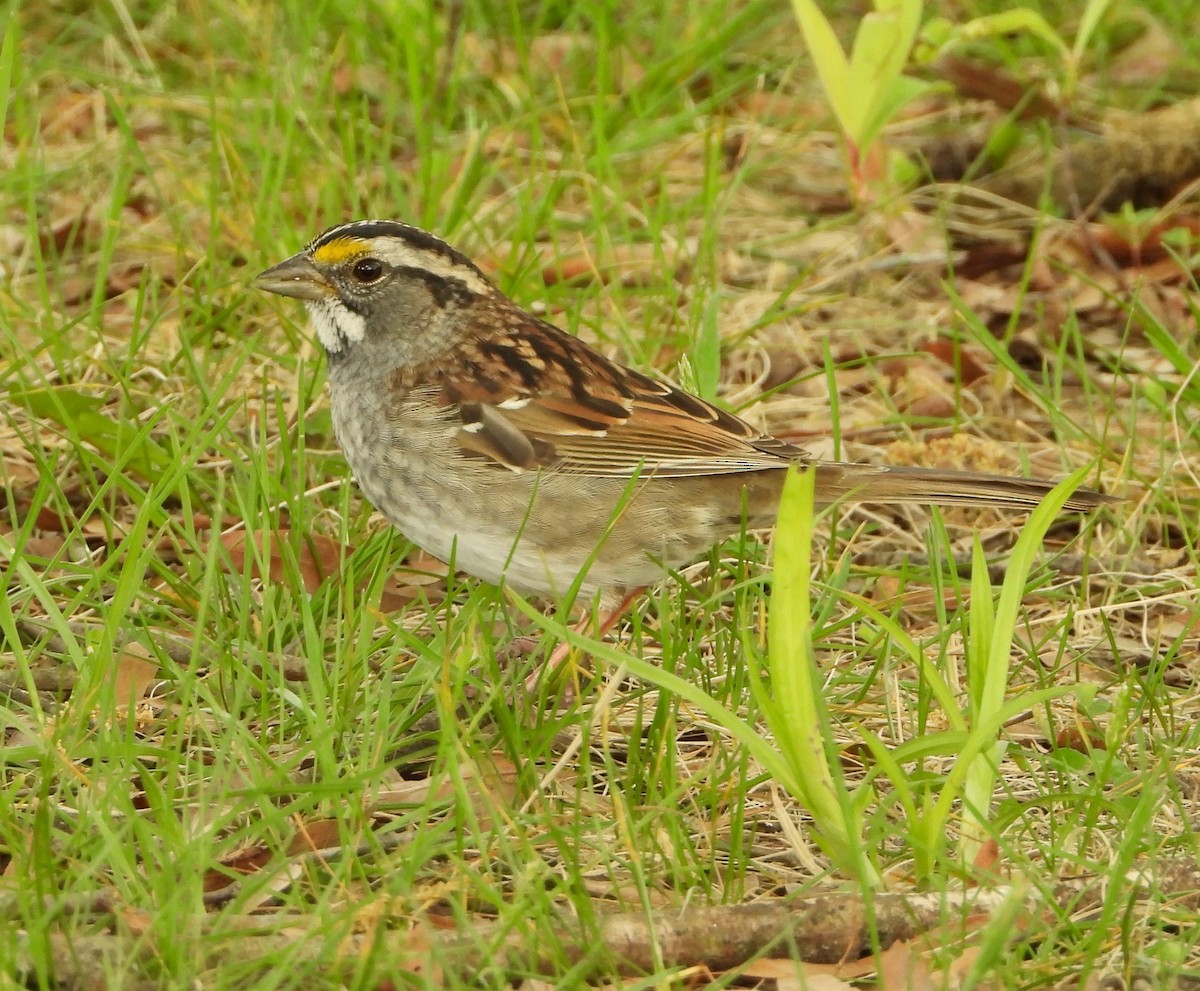 White-throated Sparrow - ML617922404