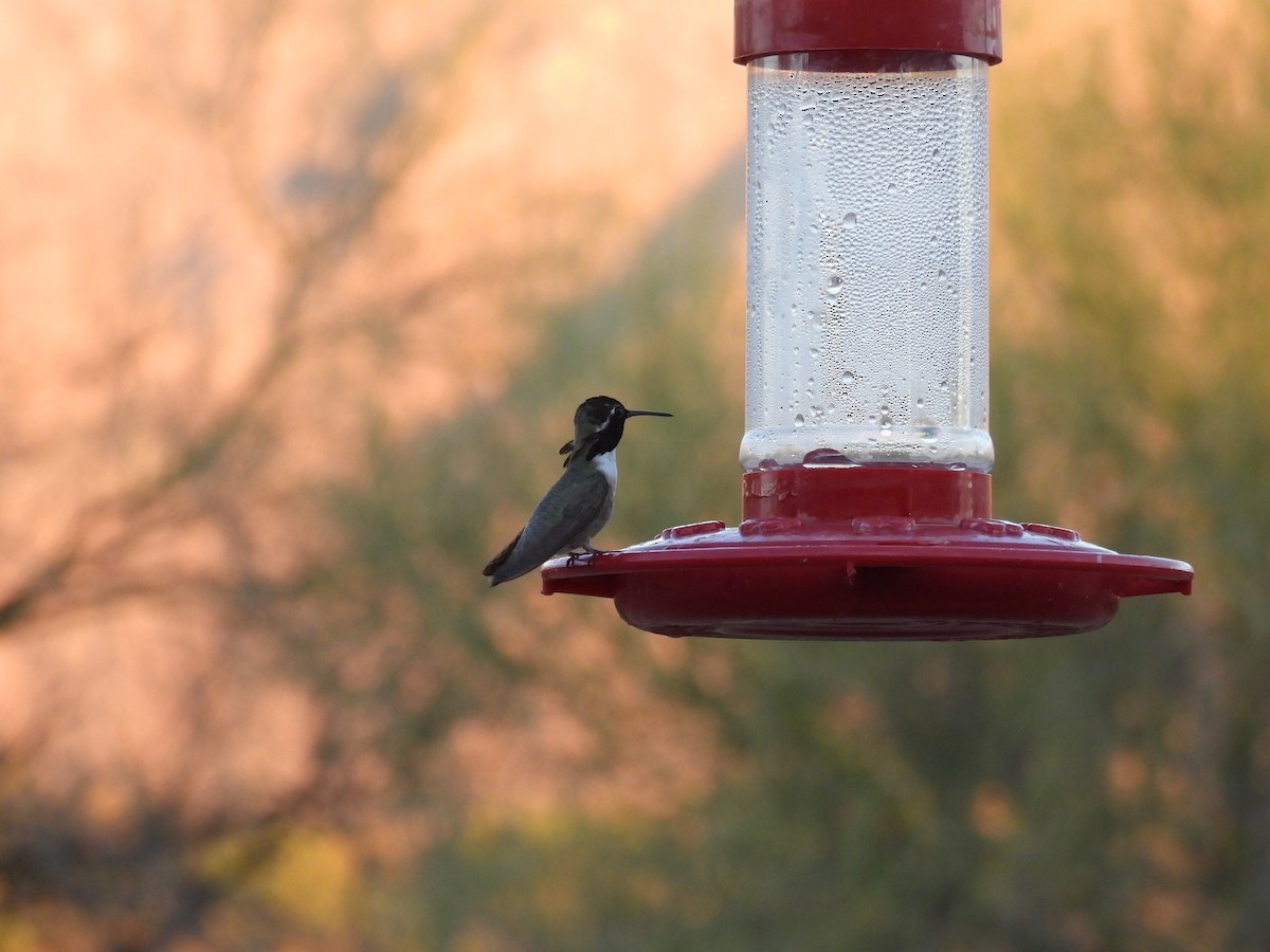 Costa's Hummingbird - ML617922406