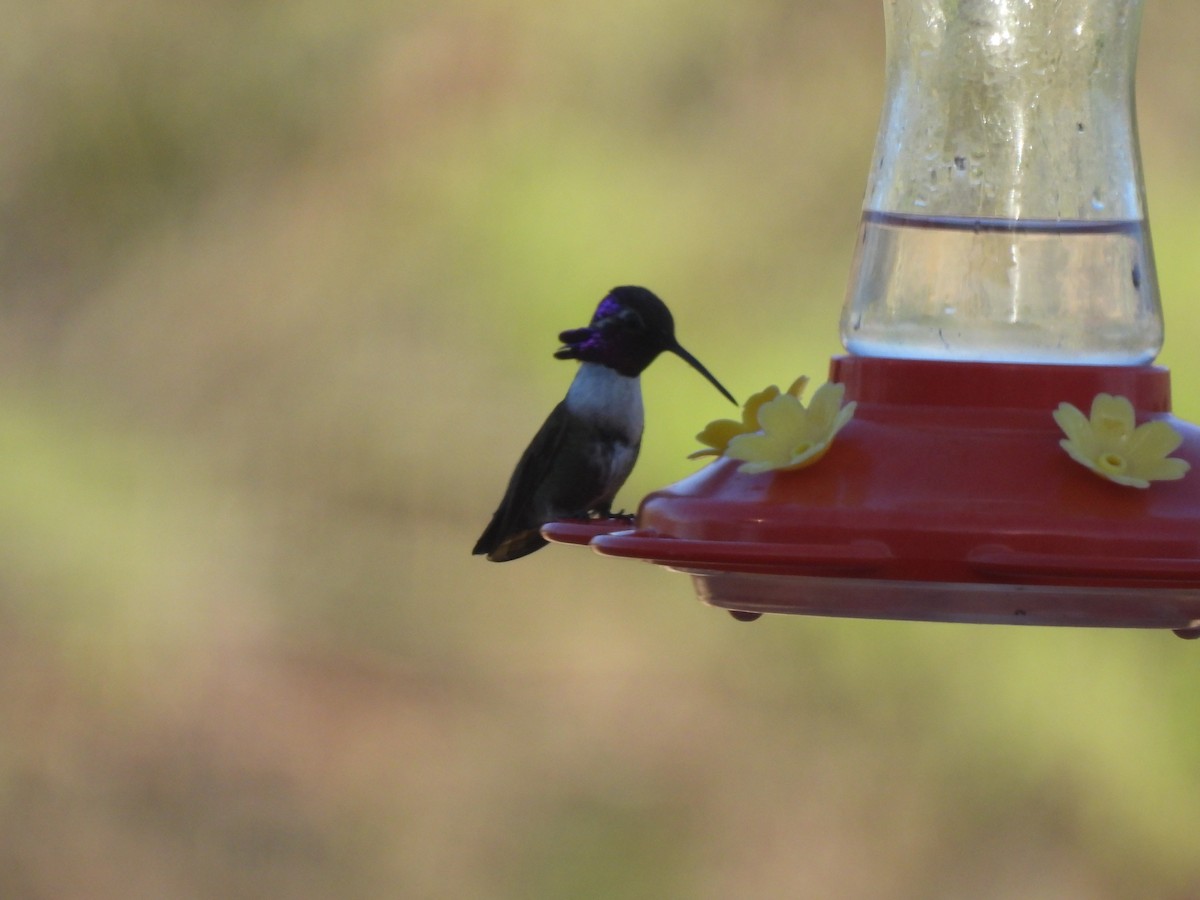Costa's Hummingbird - ML617922407