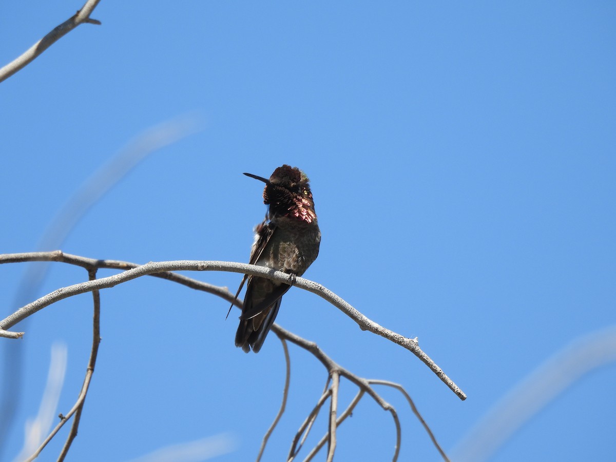Anna's Hummingbird - ML617922497