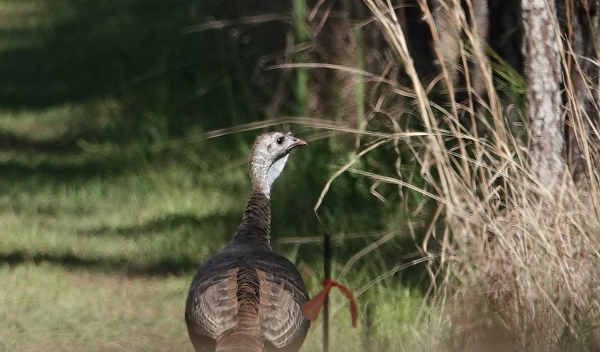 Ebird Checklist - 25 Apr 2024 - Chinsegut Wildlife And Environmental 