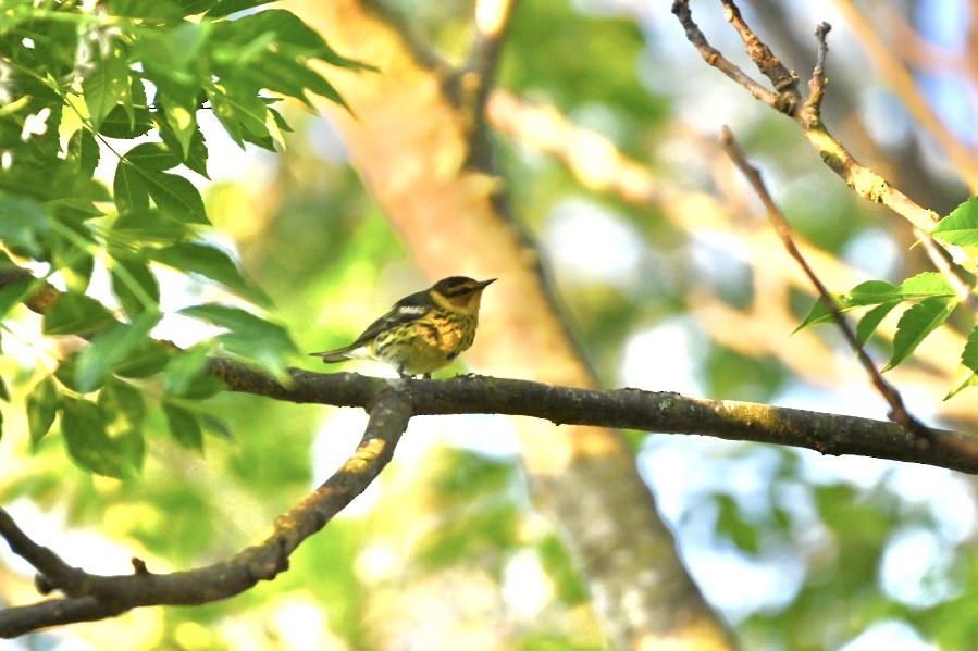 Cape May Warbler - ML617922739