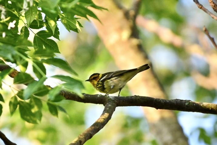 Cape May Warbler - ML617922740