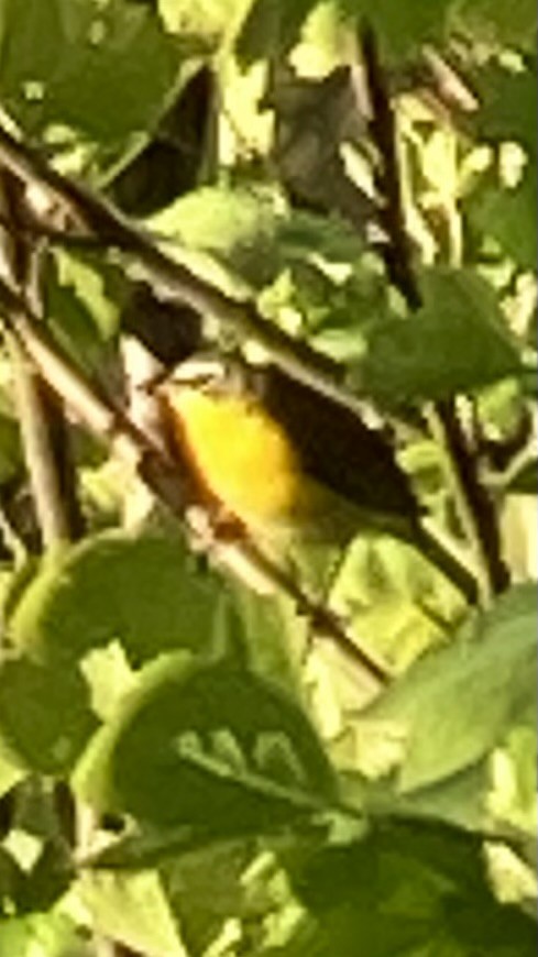 Yellow-breasted Chat - ML617922752