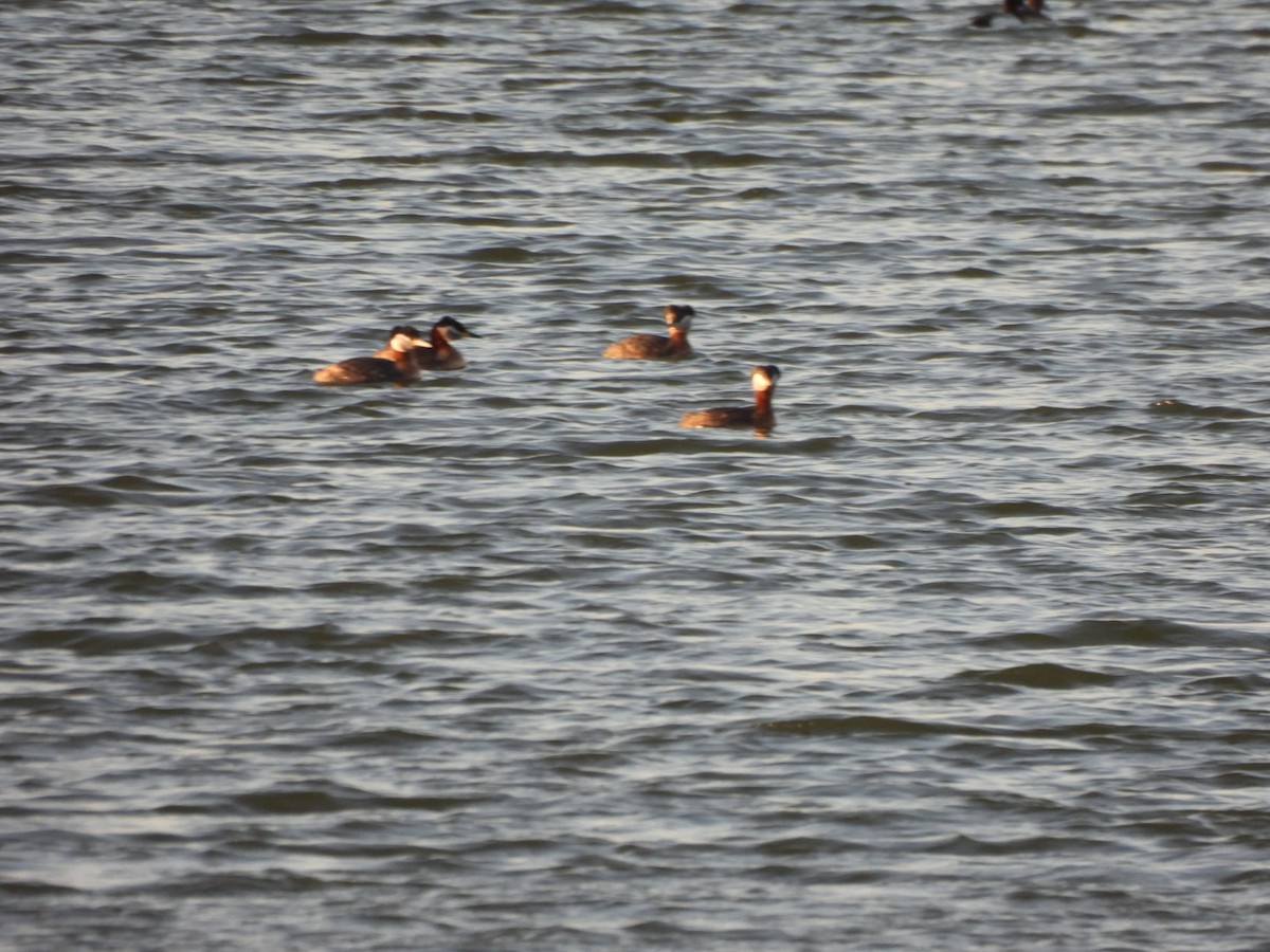 Red-necked Grebe - ML617922756