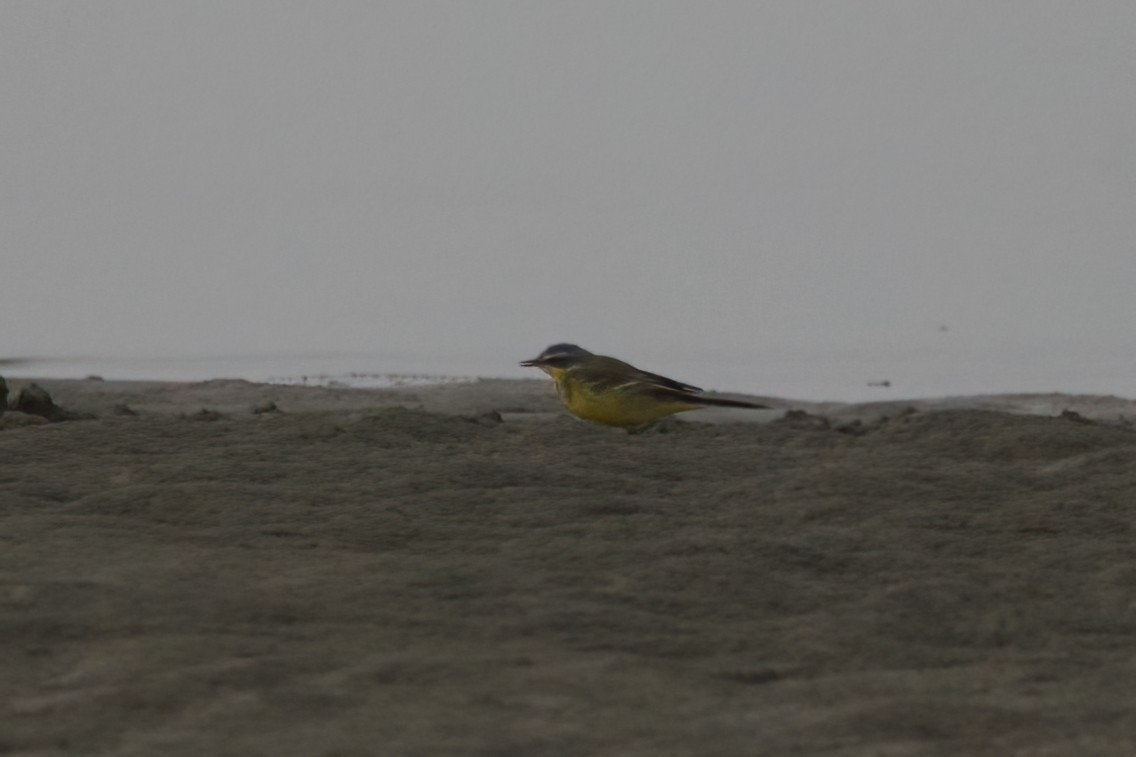Eastern Yellow Wagtail - Shekar Vishvanath