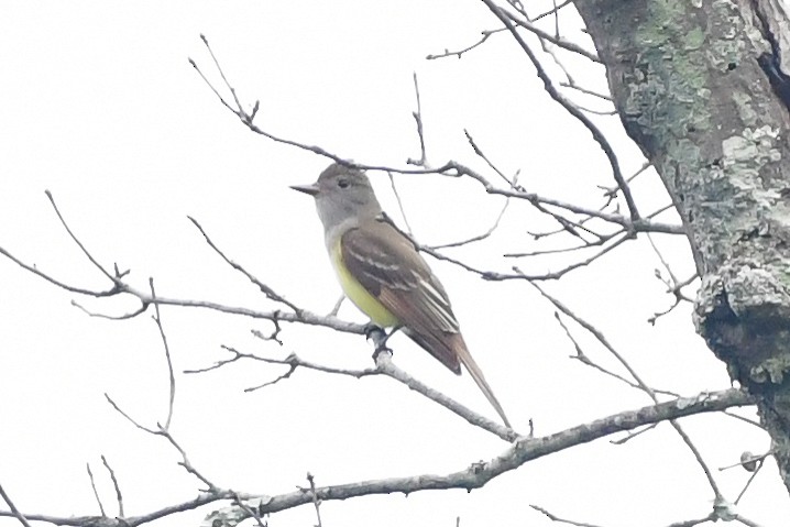 Great Crested Flycatcher - ML617922799