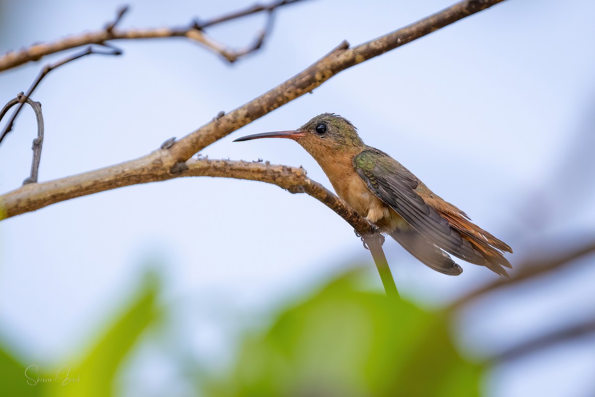 Cinnamon Hummingbird - shannon emmel
