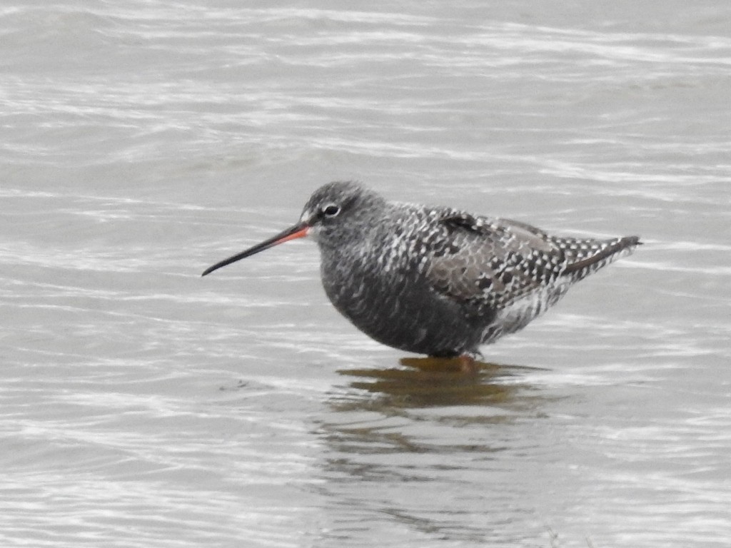 Spotted Redshank - ML617922841