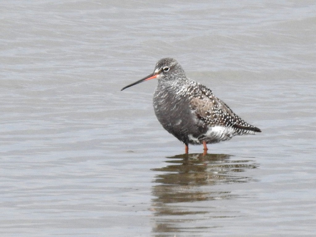 Spotted Redshank - ML617922842