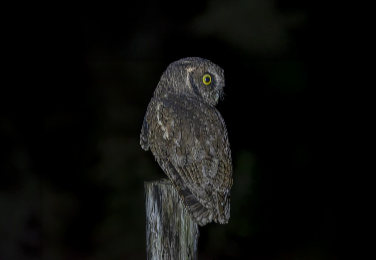 Black-capped Screech-Owl - ML617922856