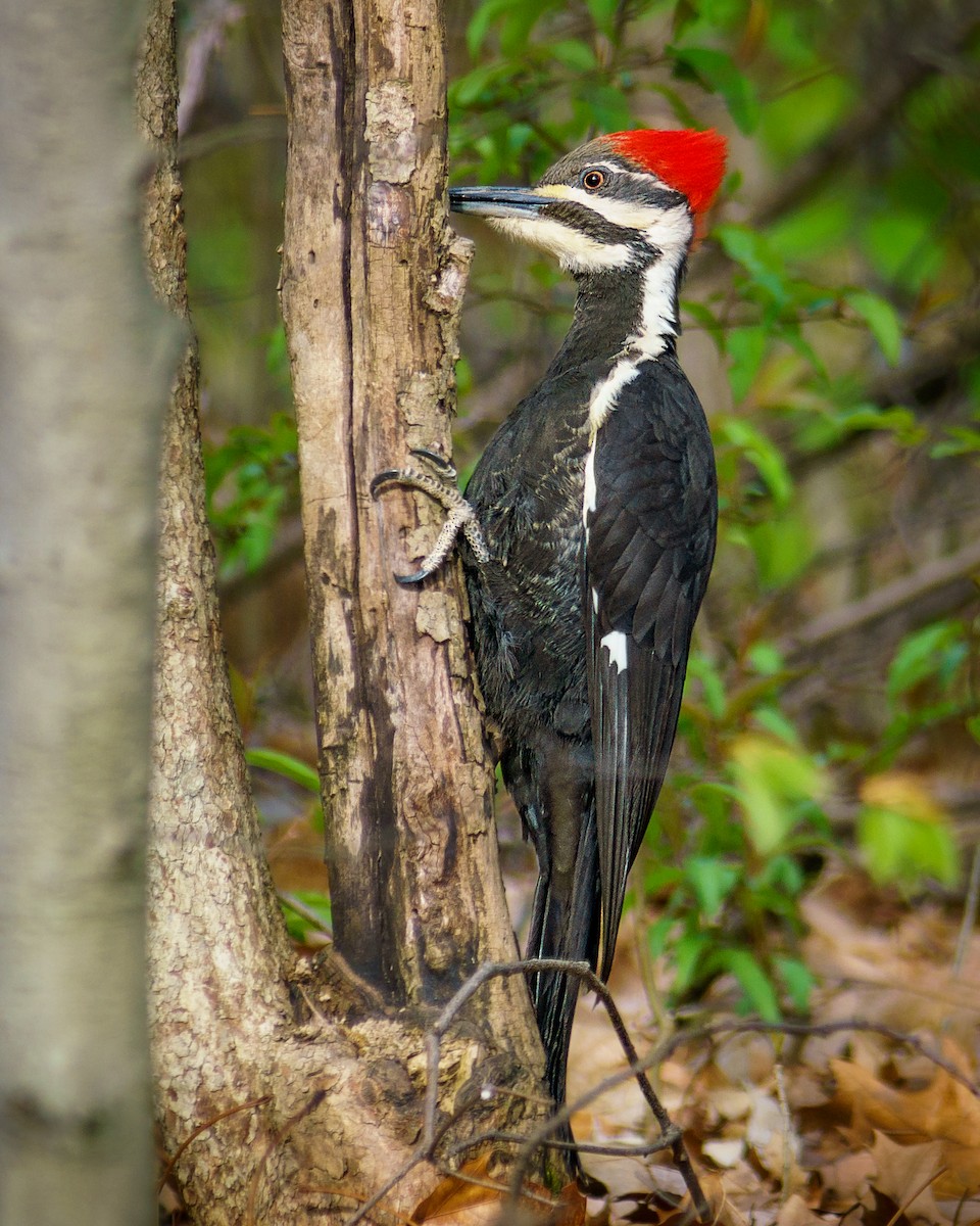 Pileated Woodpecker - ML617922922